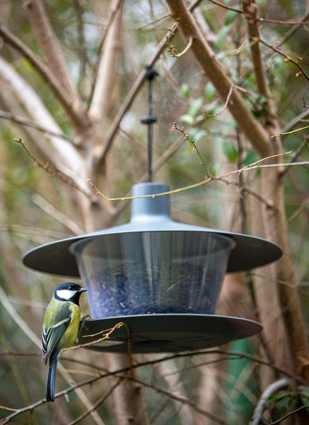 Bird feeder to hang, place, enjoy!