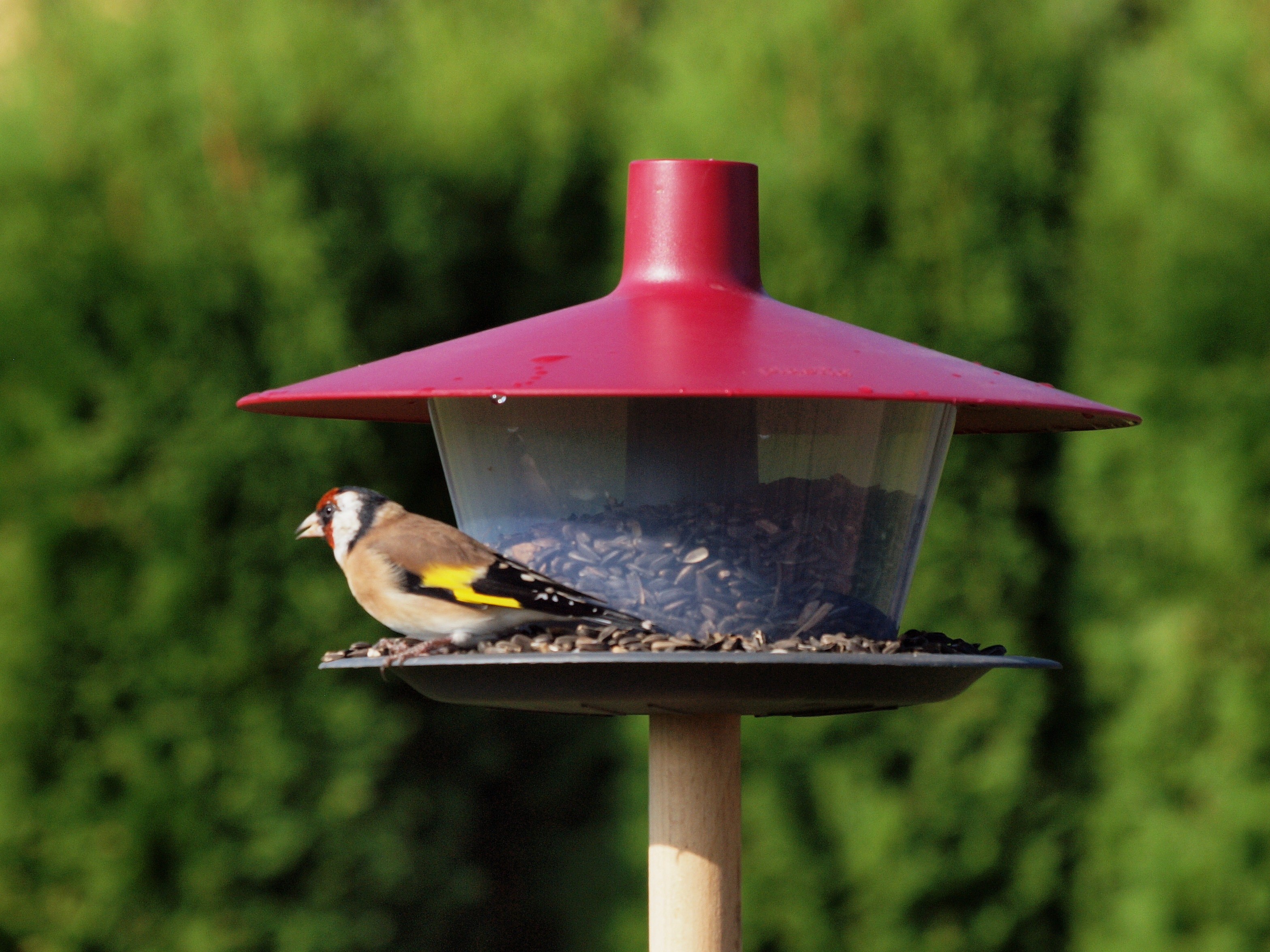 Bird feeder to hang, place, enjoy!